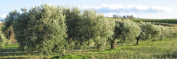 sicile-huile-olive-2